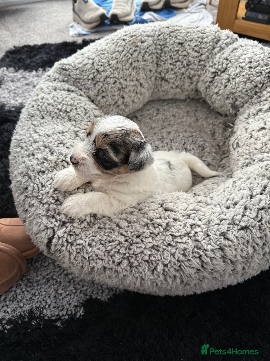 Biewer Terrier dogs for sale: Beautiful Biewer puppies  - Image 9