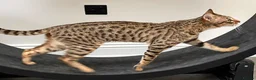 Savannah cats for sale: Sittingpretty Squealer F5 SBT Savannah female - Advert 16
