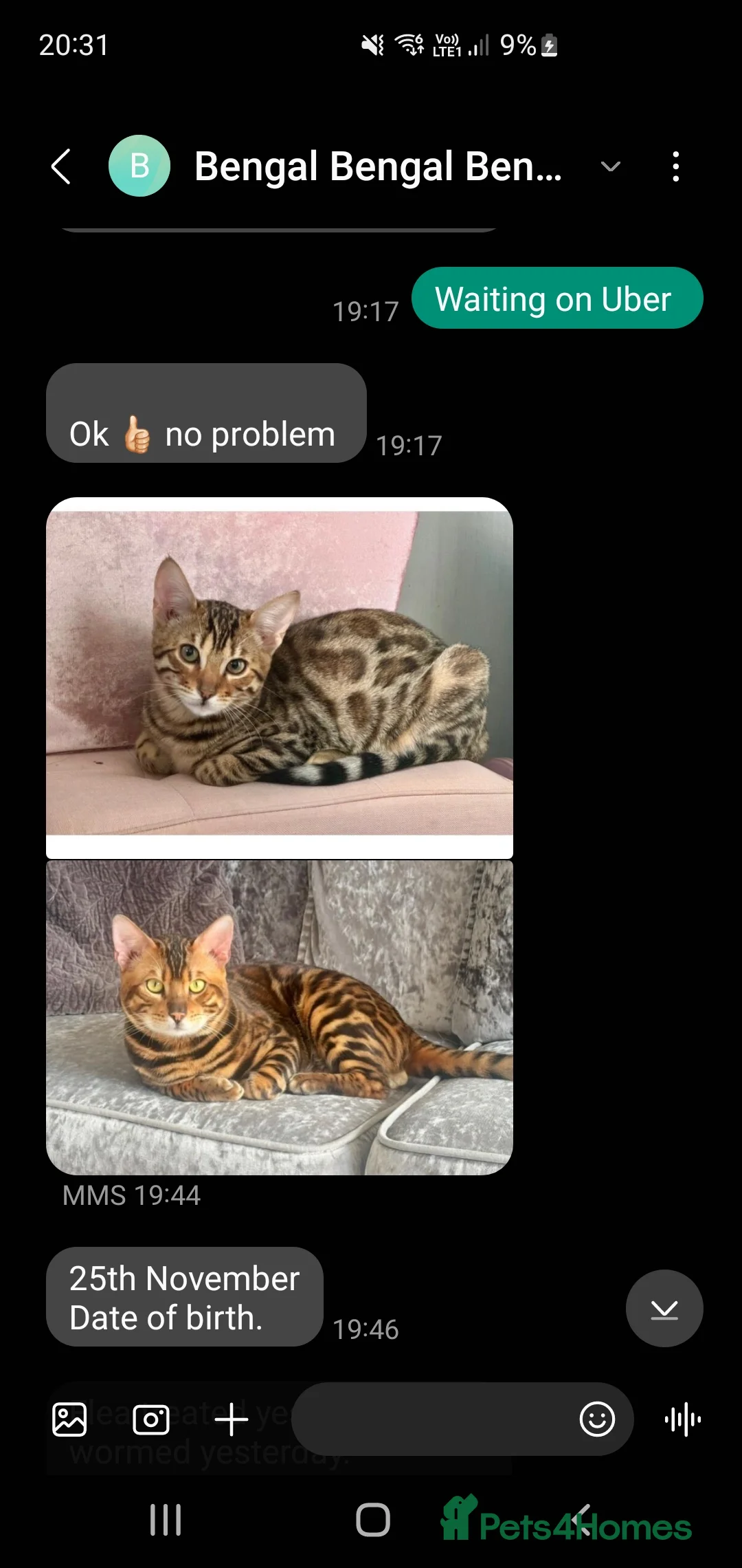 Bengal cats for sale: BEAUTIFUL PEDIGREE BENGAL GIRL! - Advert 1