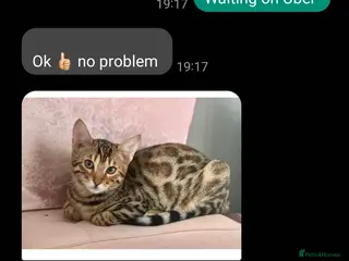 Bengal cats BEAUTIFUL PEDIGREE BENGAL GIRL! - Advert 2