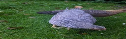 Chickens poultry for sale: Cream Legbar Cockerels FREE - Advert 3