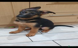 German Shepherd dogs for sale: Beautiful German Shepherd pups Blk / Tan Ready Now - Image 24