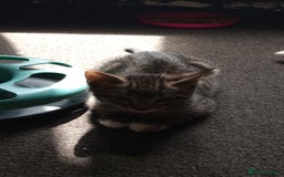 Mixed Breed cats for sale: 3 ADORABLE STRIPEY FURBALLS  - Image 13