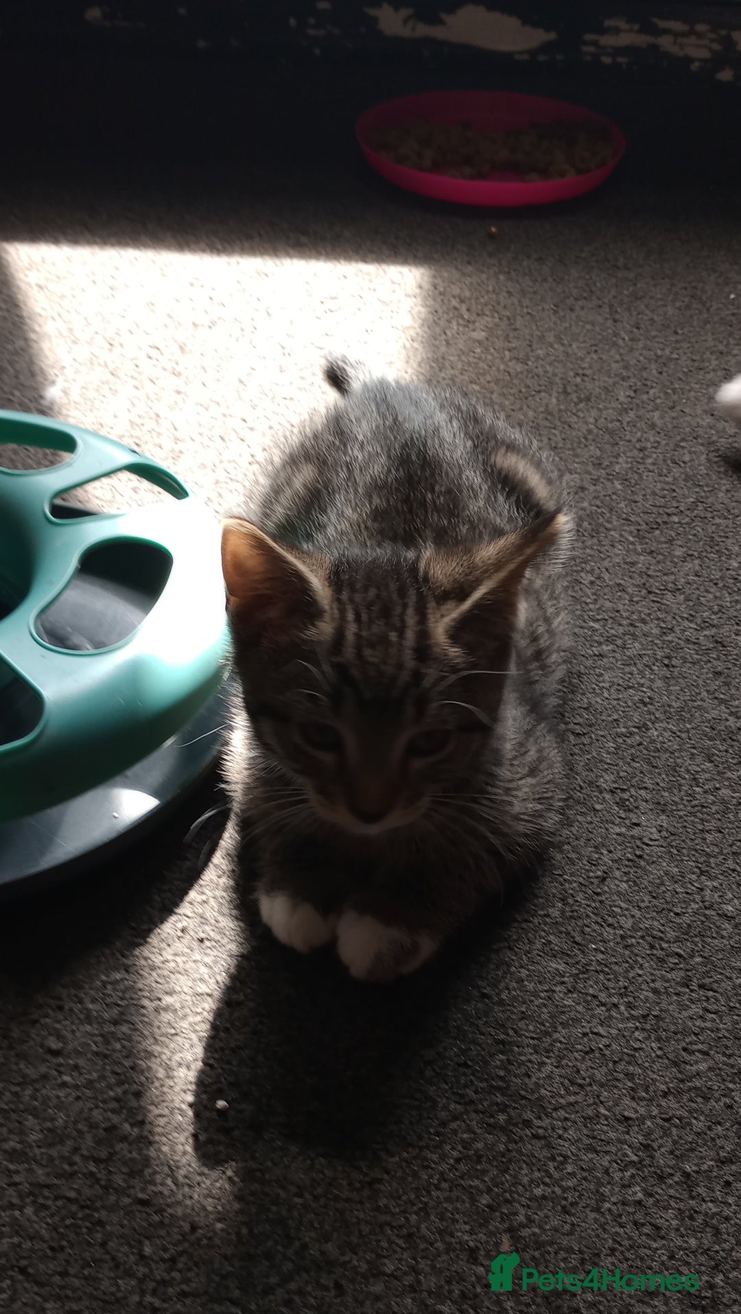 Mixed Breed cats for sale: 3 ADORABLE STRIPEY FURBALLS  - Image 13