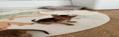 Abyssinian Kitten 3