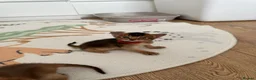 Abyssinian cats for sale: Abyssinian kittens 🌟😻🌟 - Advert 9