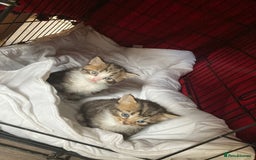 Norwegian Forest Cat cats for sale: Norwegian forest cross tabby  - Image 1