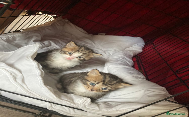 Norwegian Forest Cat cats - Advert 1