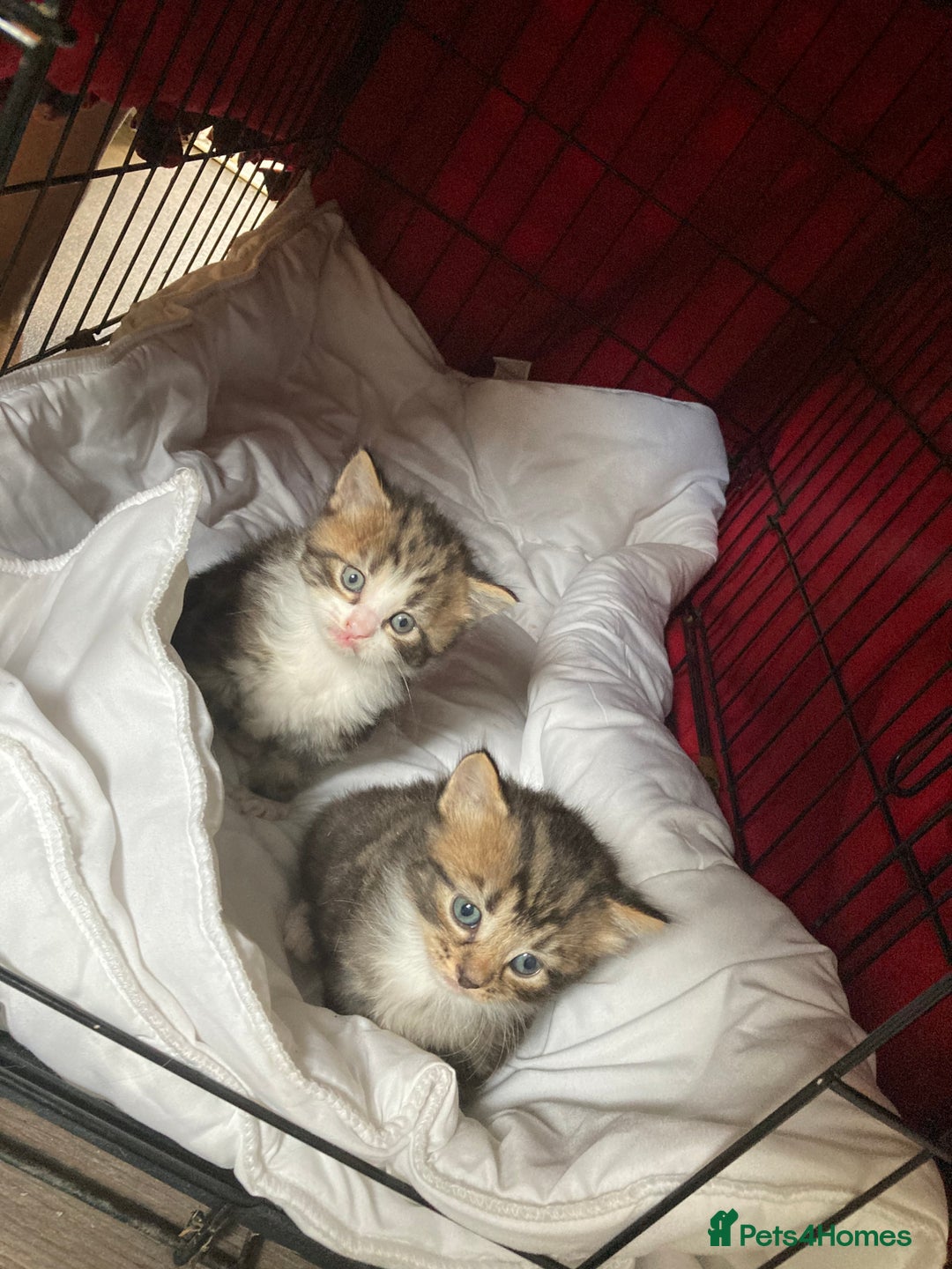 Norwegian Forest Cat cats for sale: Norwegian forest cross tabby  - Image 1