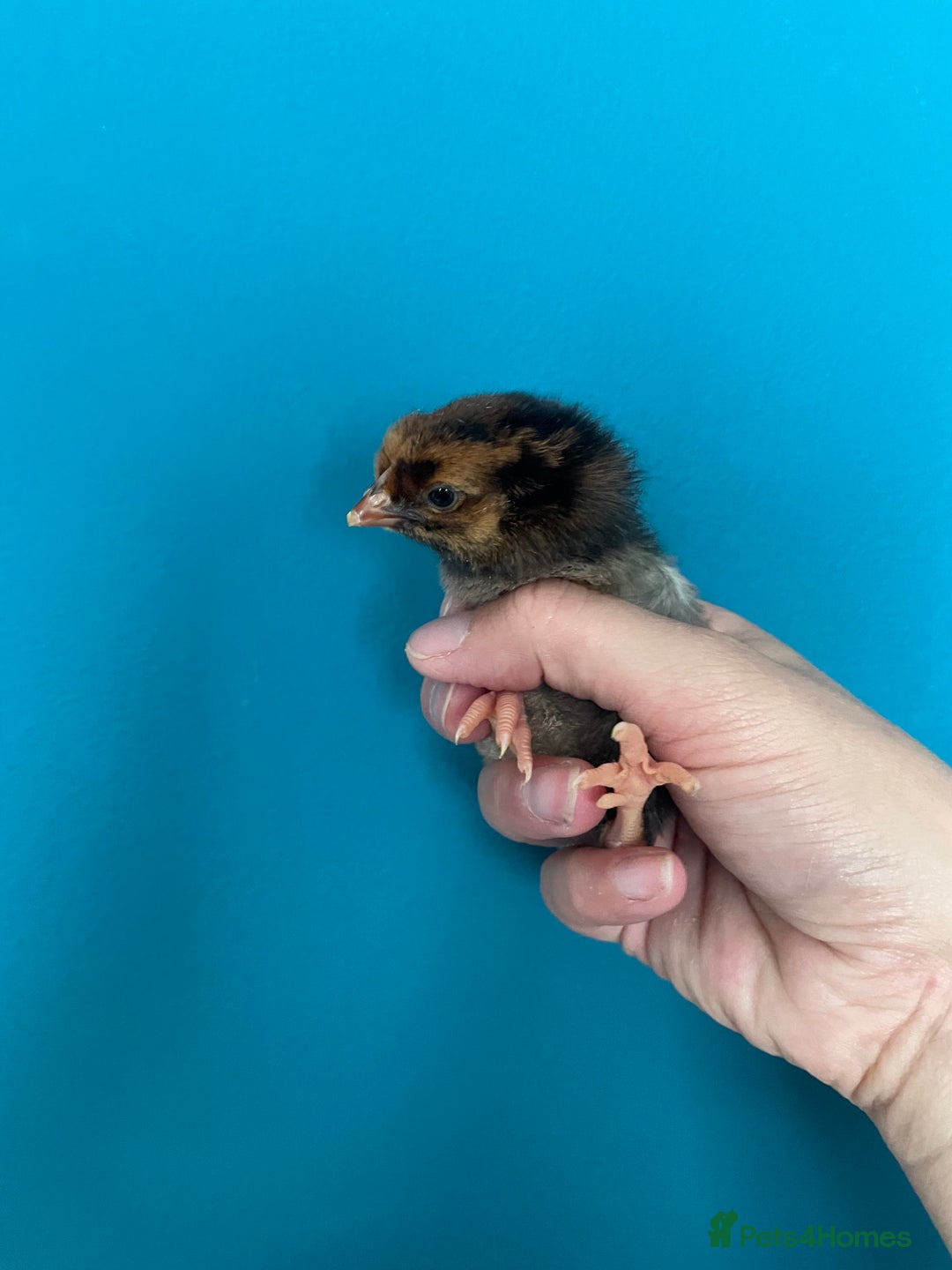 Chickens poultry for sale: Chicks - Image 27
