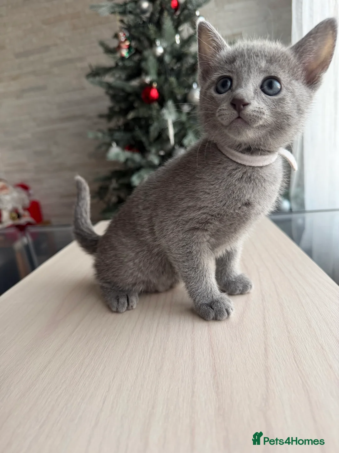 Russian Blue cats for sale: Russian blue TICA registered kittens  - Advert 14