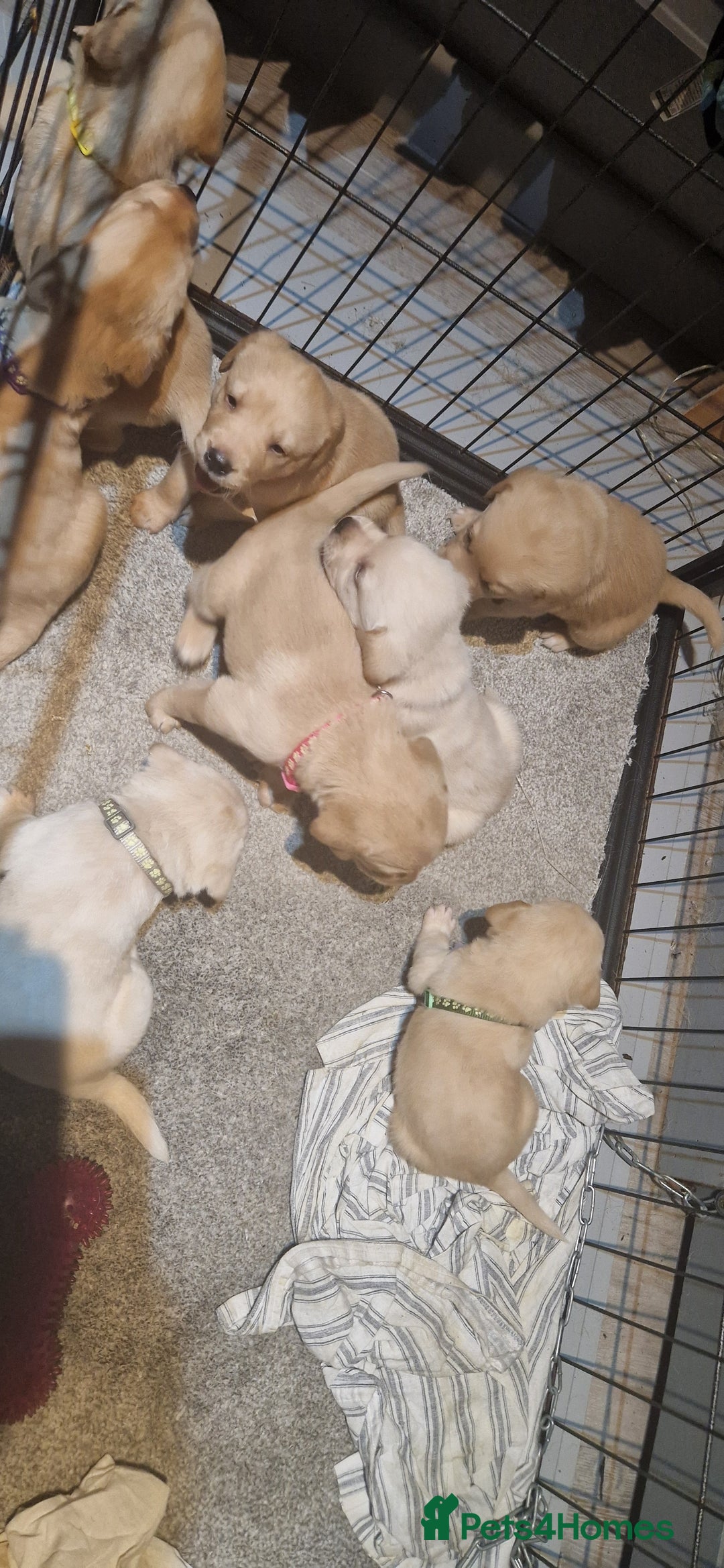 Labrador Retriever dogs for sale: 8 golden/fox red labradors  - Advert 3