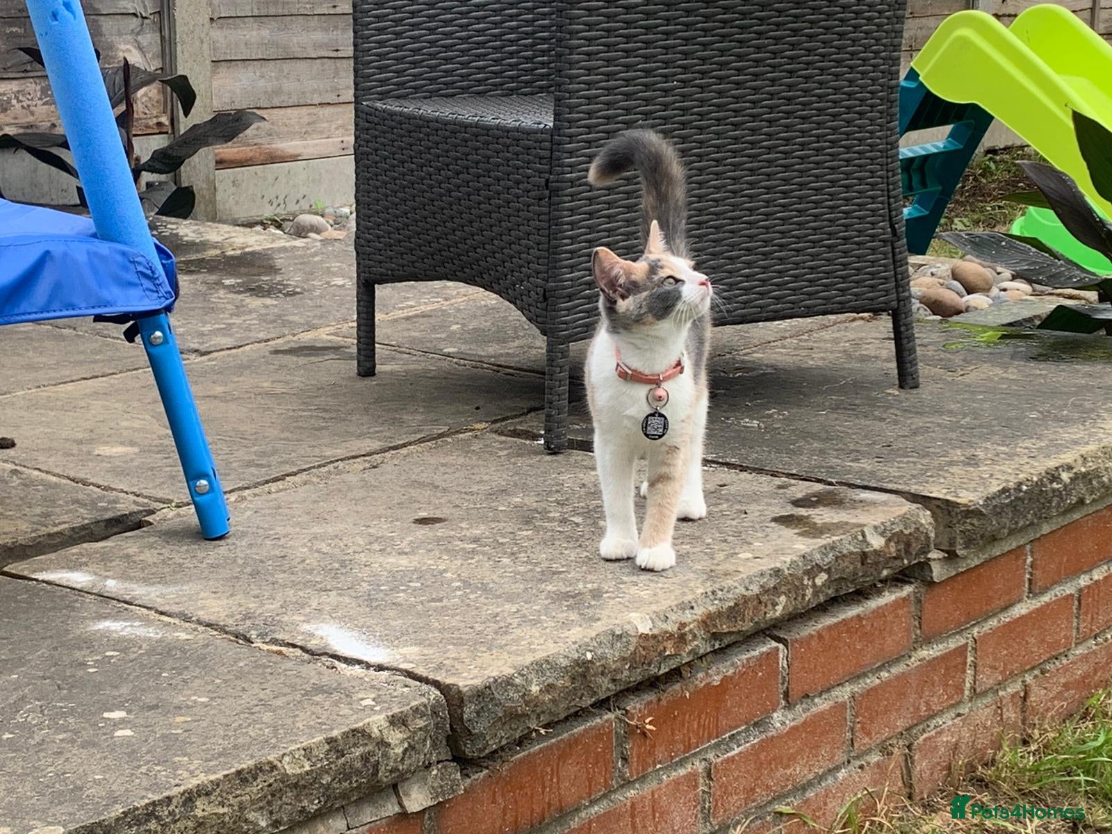 Mixed Breed cats Kitten Pair 7 months (male and female) - Advert 18