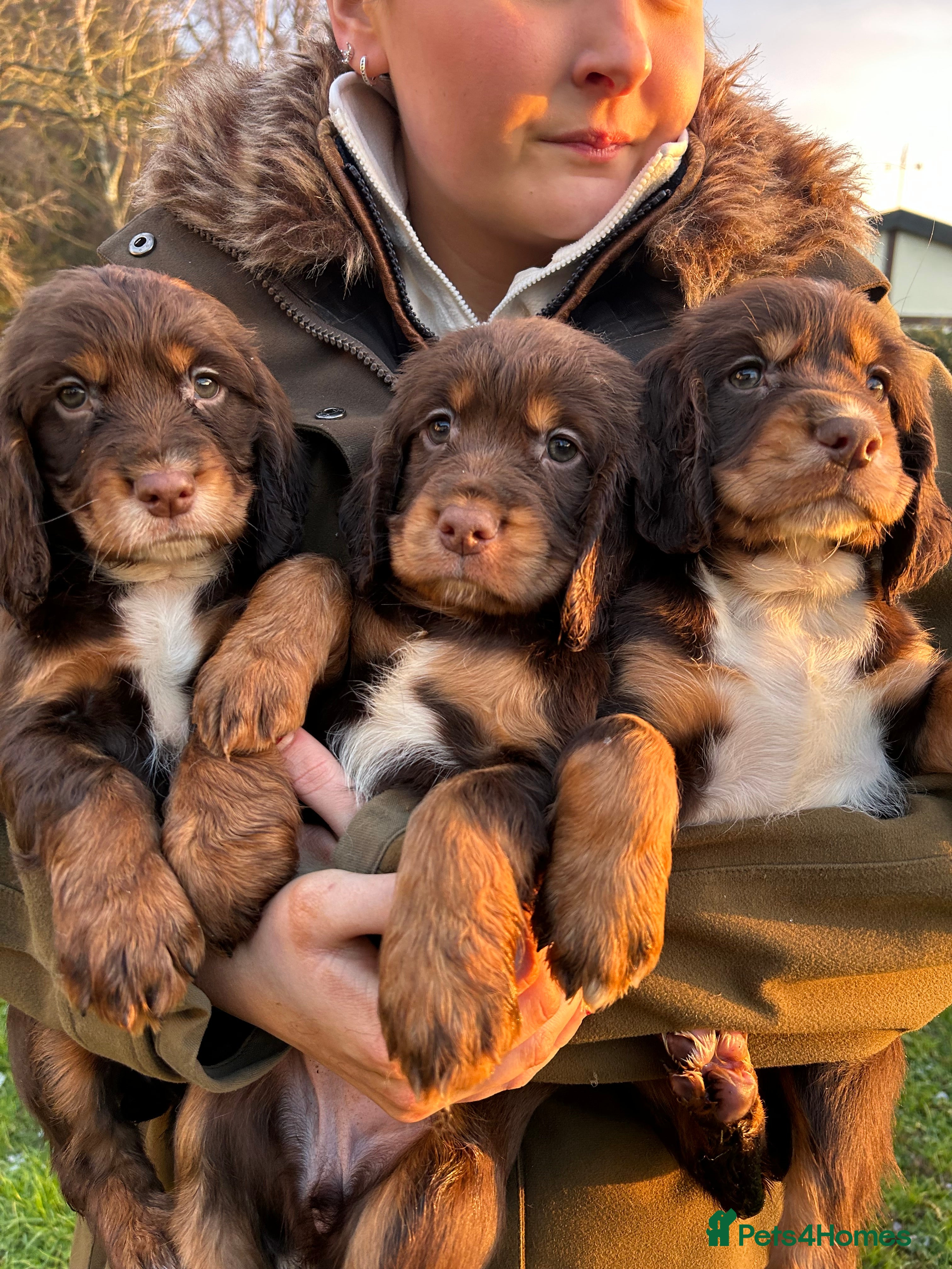 Cocker Spaniel dogs Working Cocker Spaniel Puppies - Advert 5