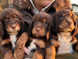 Cocker Spaniel dogs Working Cocker Spaniel Puppies - Advert 6