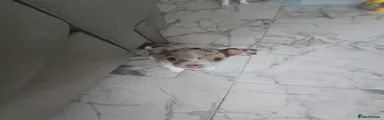 Chihuahua 3