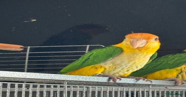 Parrots birds - Advert 7