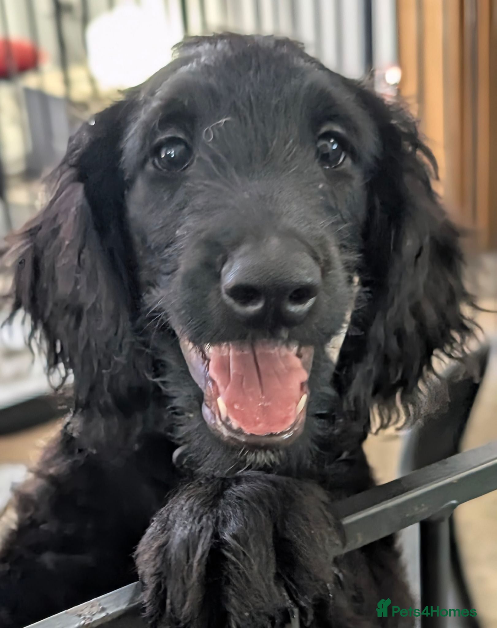 Labradoodle dogs Flat coat cross Labradoodle - Advert 1