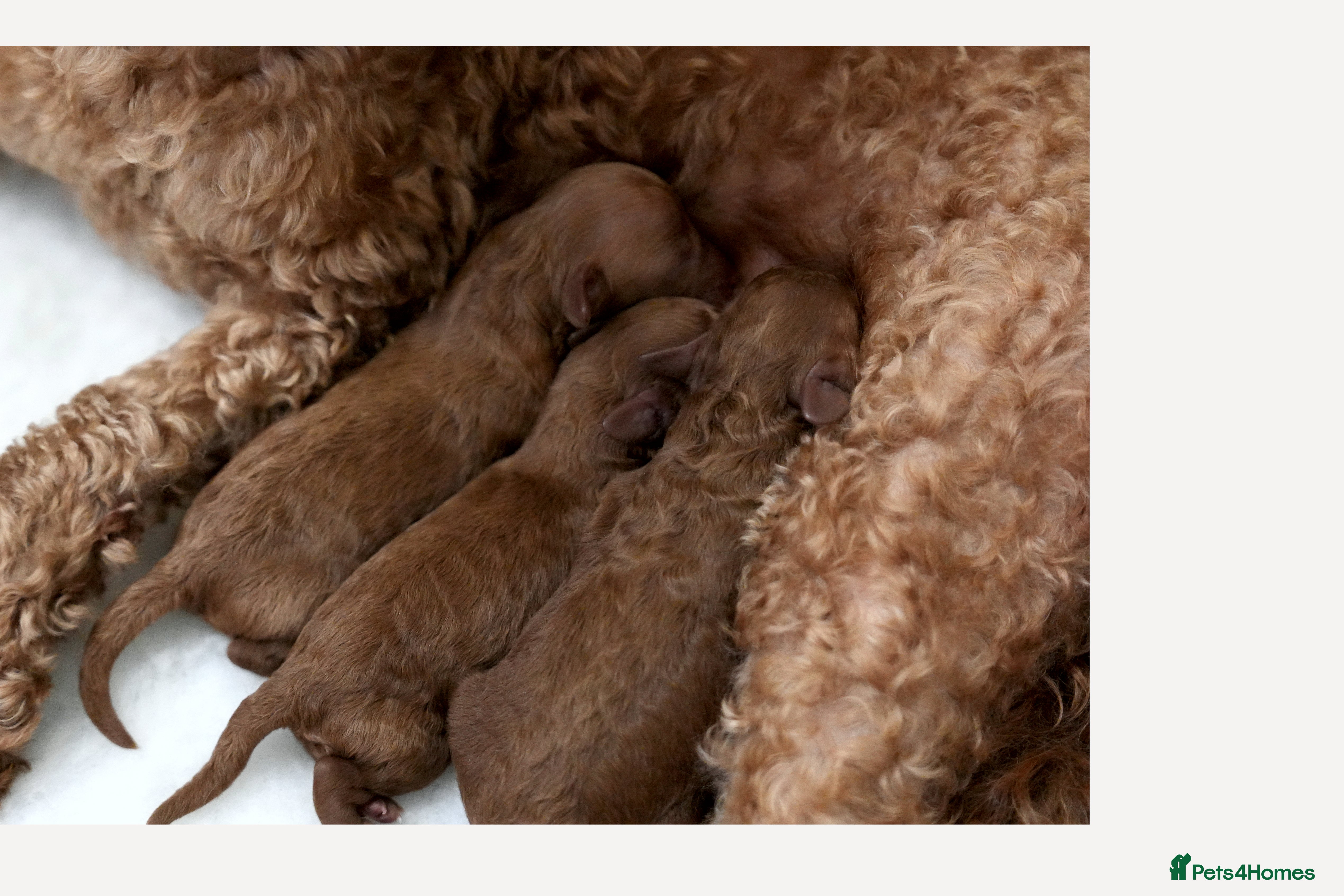 Mixed Breed dogs TOY X MINIATURE POODLE PUPPIES - RED - Advert 8