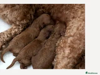 Mixed Breed dogs TOY X MINIATURE POODLE PUPPIES - RED - Advert 8