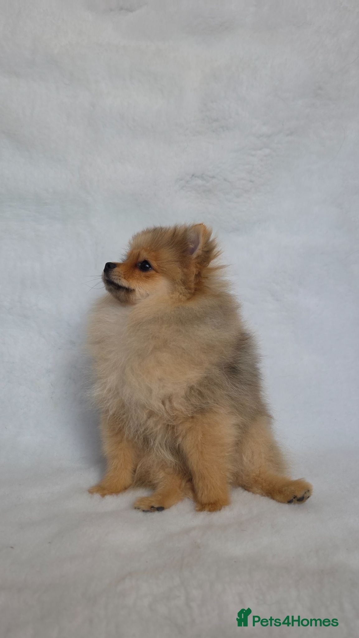 Pomeranian dogs Pomeranian puppies rare colour - Advert 1