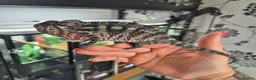 Chameleon reptiles for sale: Juvenile panthers for sale.  - Advert 6