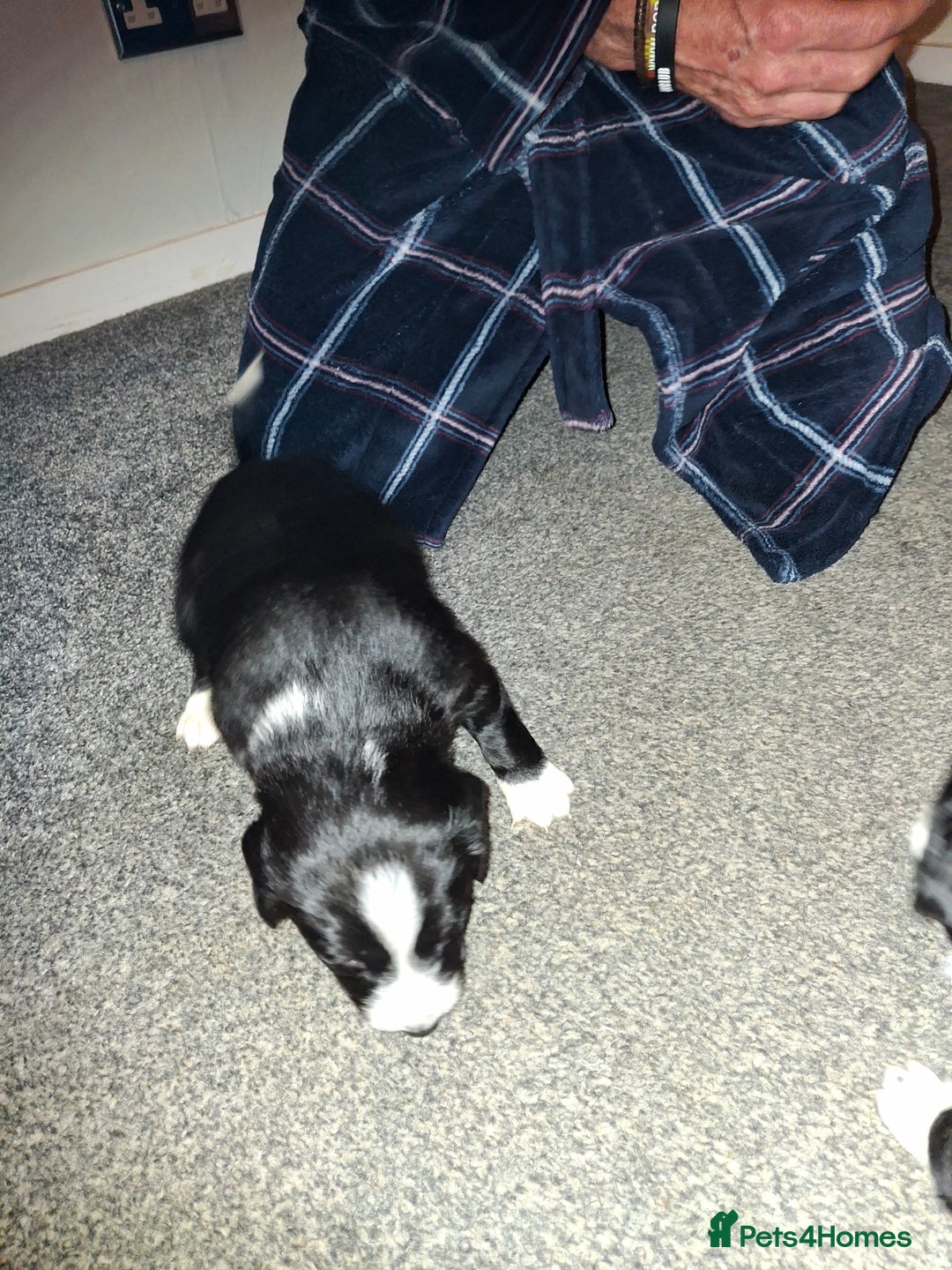 Sprollie dogs for sale: Sprollie  - Image 2