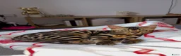 Bengal cats for sale: Rehoming Female Bengal Kitten in Sturminster Newton - Advert 2