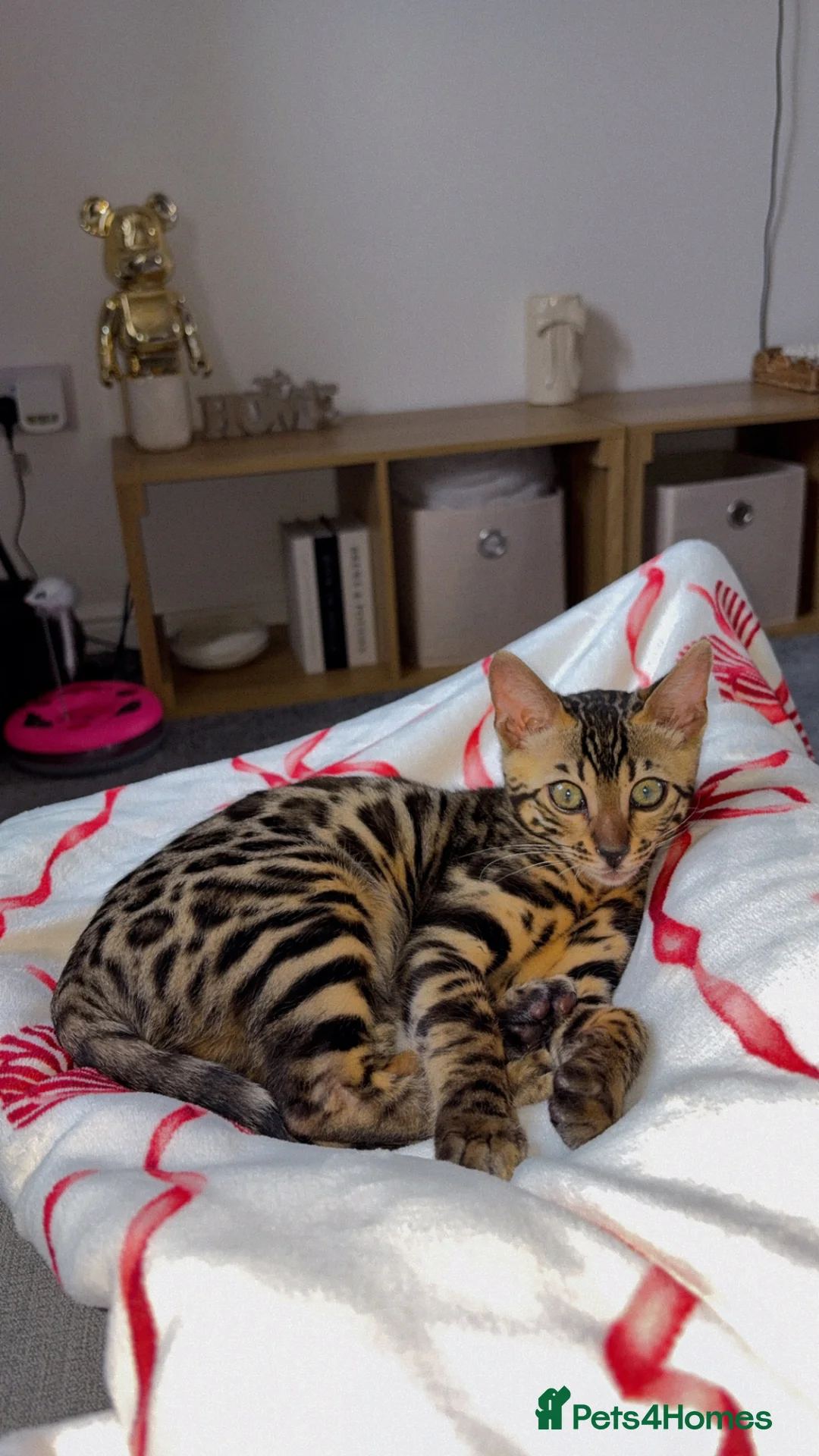 Bengal cats for sale: Rehoming Female Bengal Kitten in Sturminster Newton - Advert 2