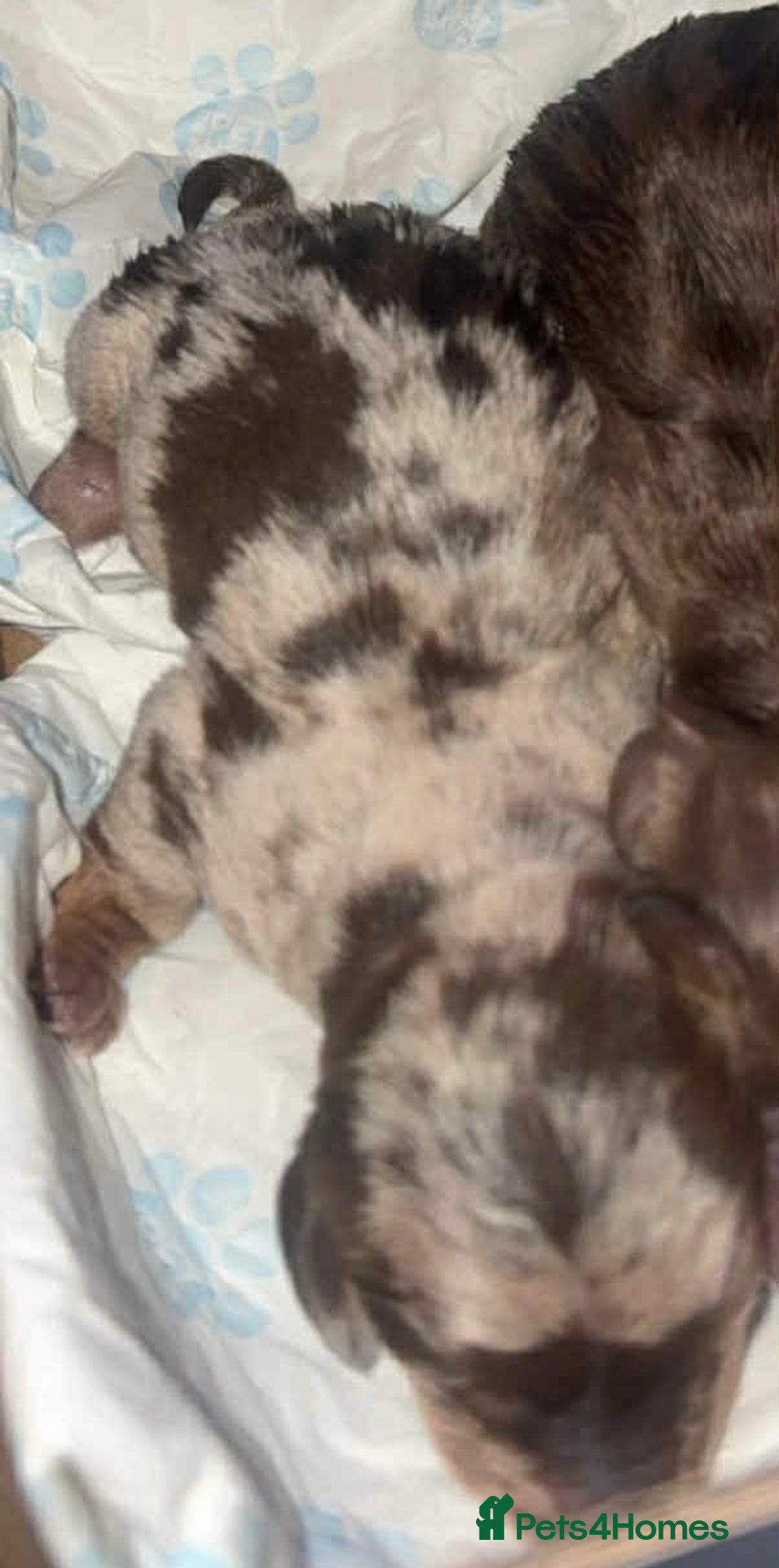 Miniature Dachshund dogs for sale: Stunning smooth haired miniature dachshund puppies - Advert 8