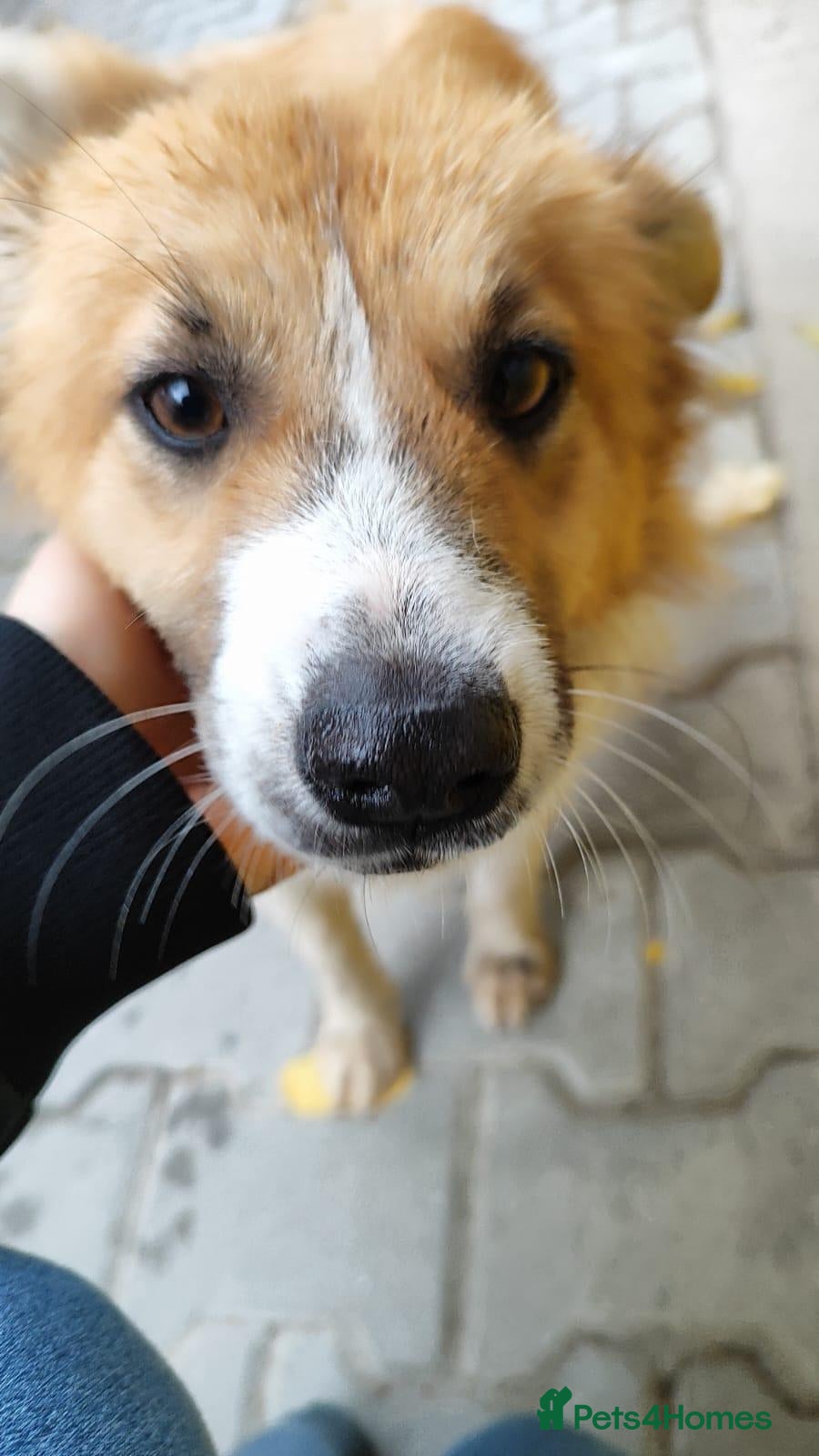 Mixed Breed dogs for adoption: Clara, 2-3 yrs old. Available for adoption. - Advert 2