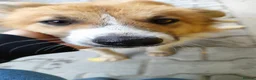 Mixed Breed dogs for adoption: Clara, 2-3 yrs old. Available for adoption. in Brixham - Advert 1