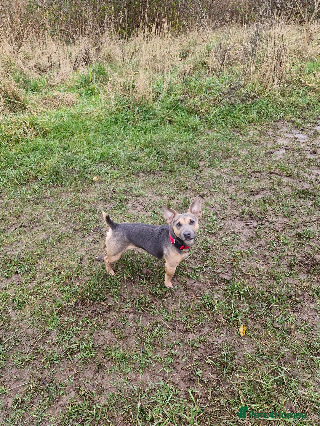 Jack Russell dogs for stud: Blue/lilac JACK russell stud  - Advert 12