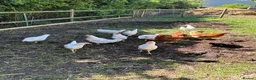 Chickens poultry for sale: Point of lay Leghorn and brown laying hens - Advert 2