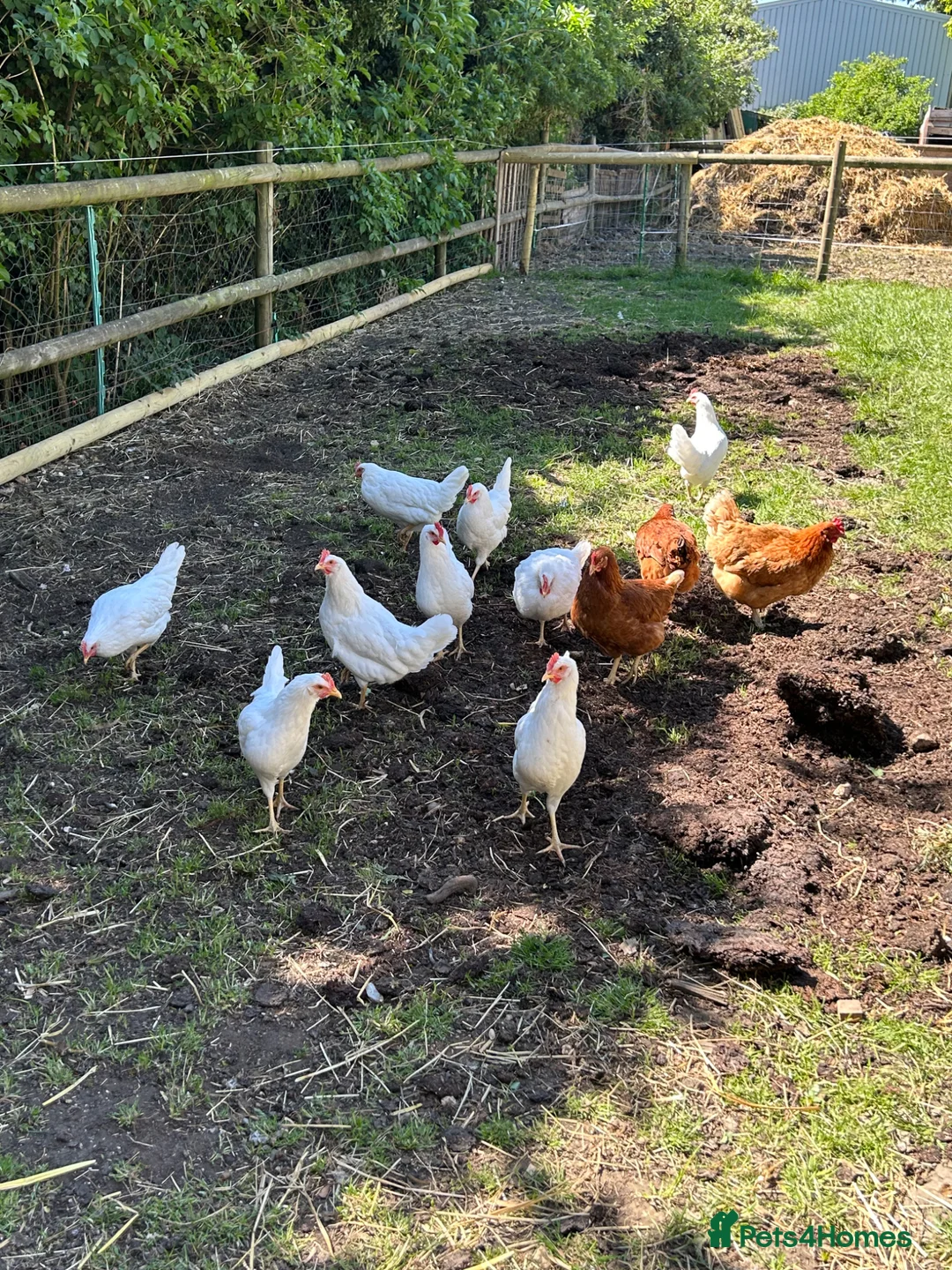 Chickens poultry for sale: Point of lay Leghorn and brown laying hens - Advert 2