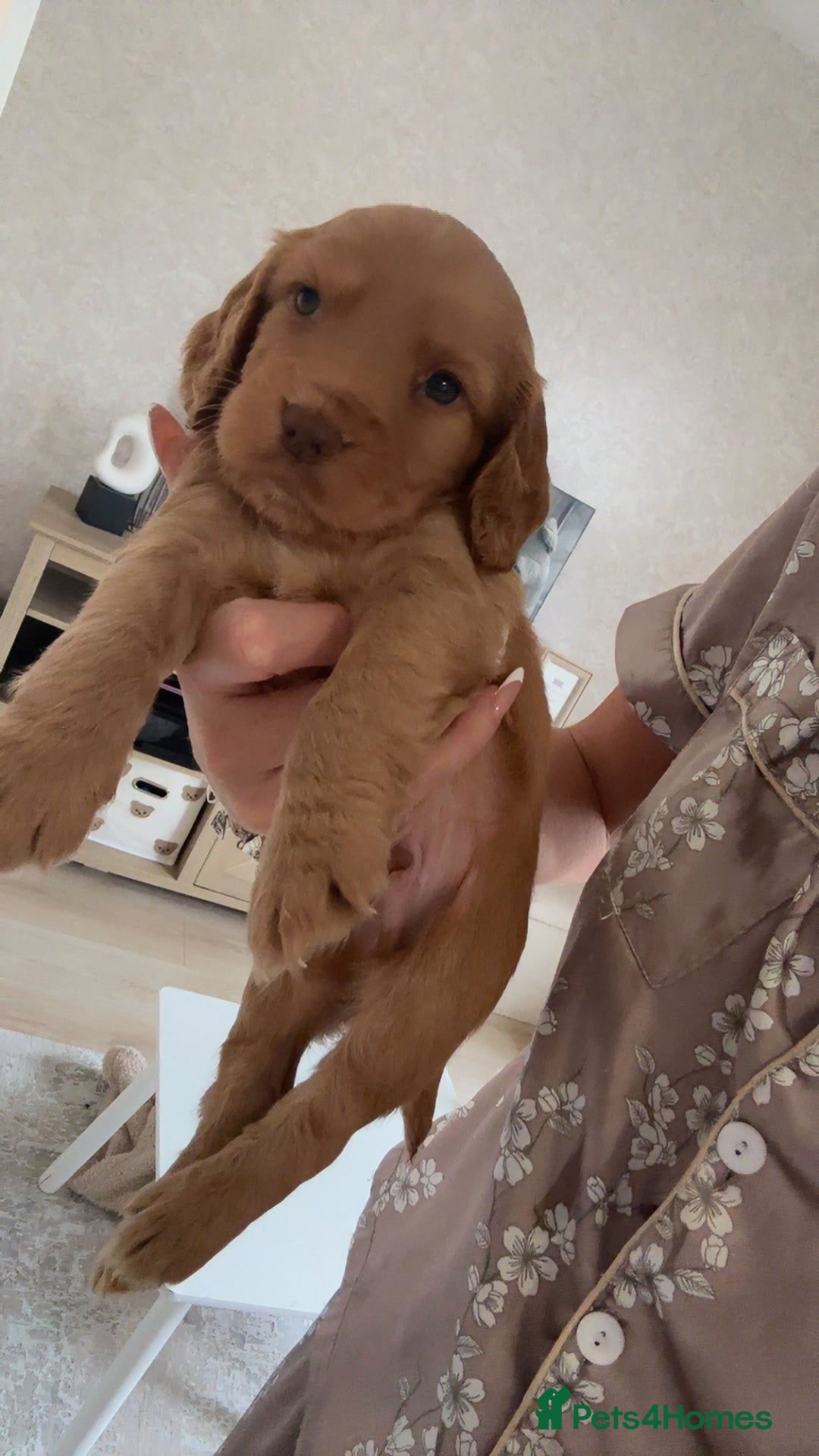 Cocker Spaniel dogs for sale: Beautiful KC working cocker spaniel puppies.  - Image 4