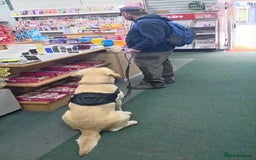 Labrador Retriever dogs for sale: Quinn - Image 5