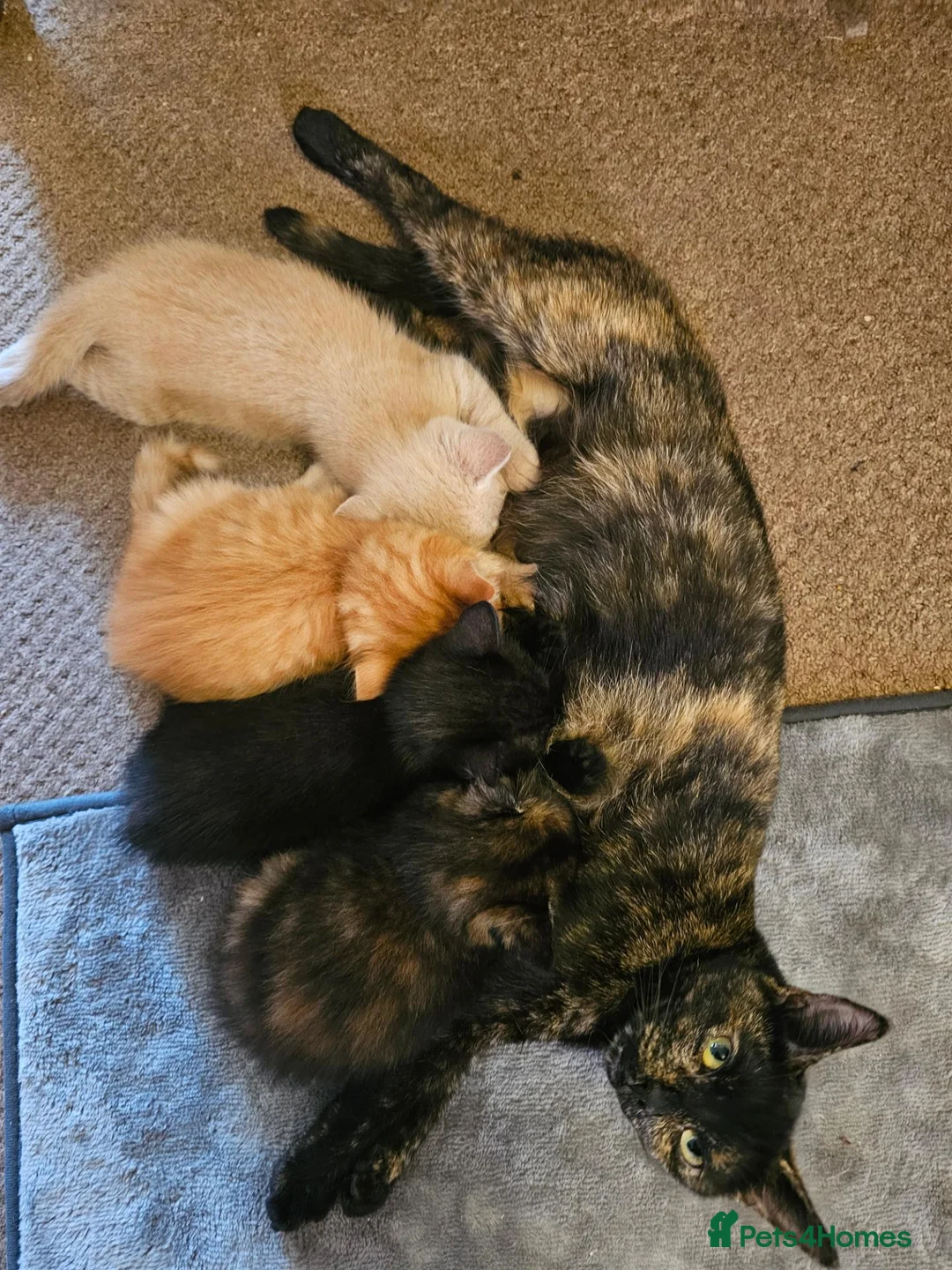 Mixed Breed cats for sale: Ragdoll x shorthair kittens - Advert 1