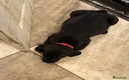 Mixed Breed dogs for sale: Mastador pup - Image 2