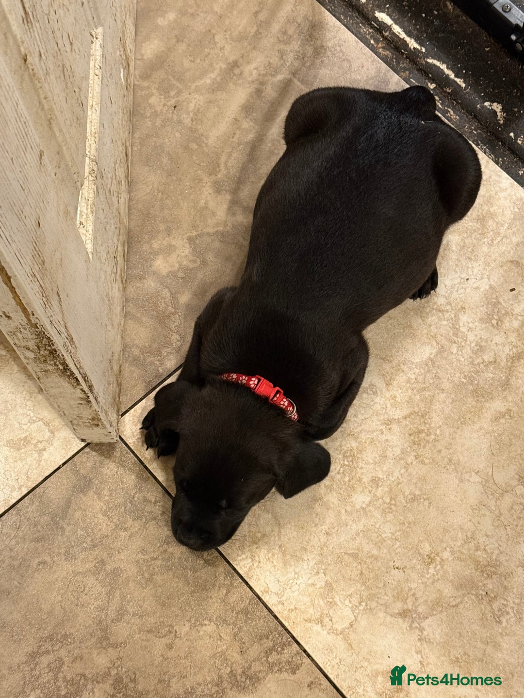 Mixed Breed dogs for sale: Mastador pup - Image 2
