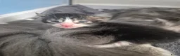 Maine Coon cats for sale: Stunning Maine Coons for sale must see 🥰 - Advert 27