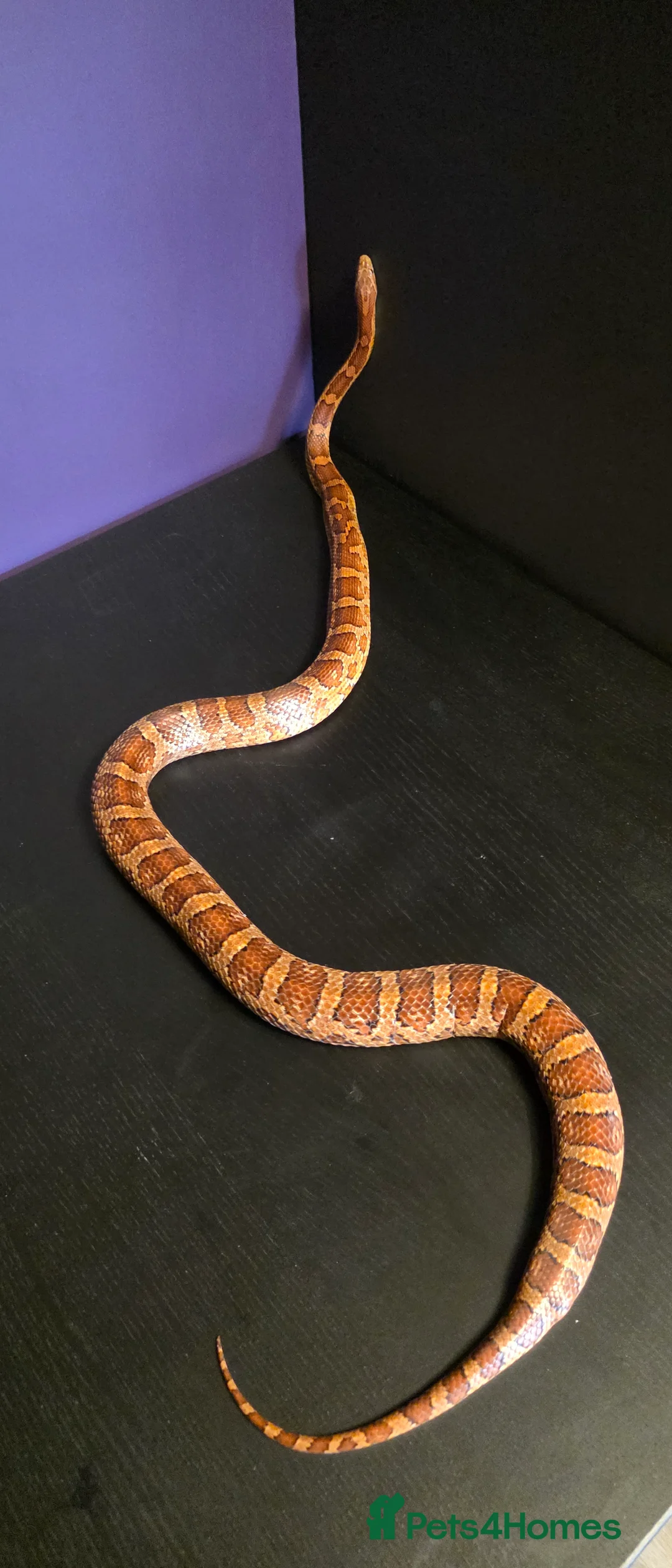 Corn Snake reptiles for sale: Cornsnakes normal lavender hypo fire tessera - Advert 12