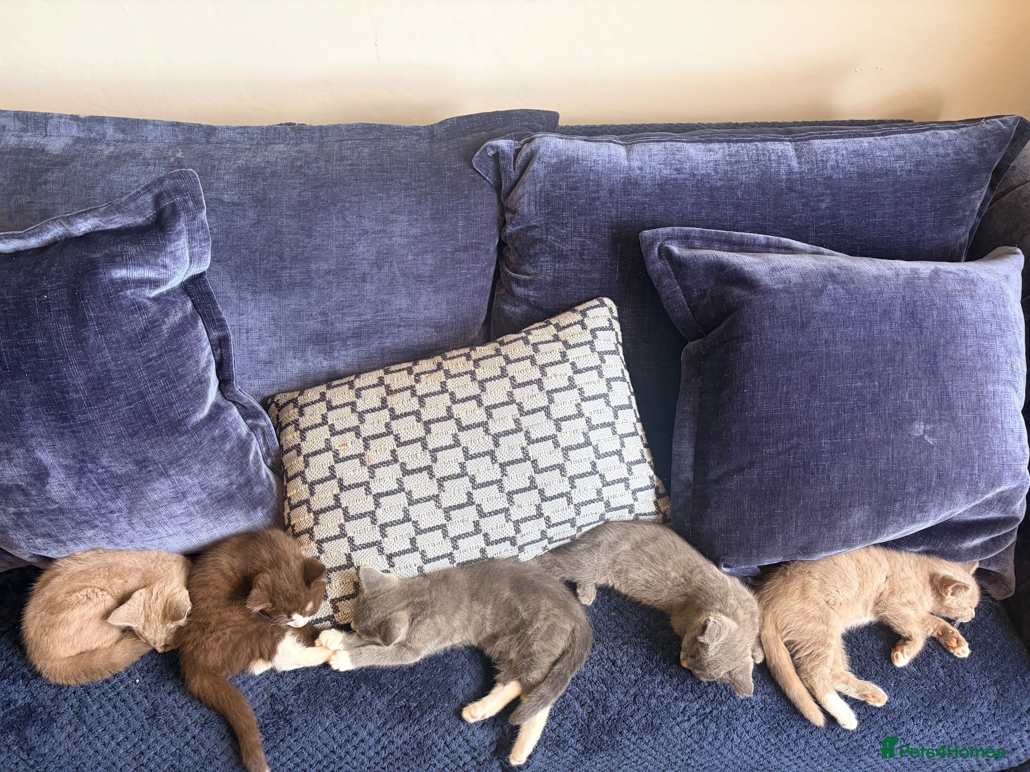 British Shorthair cats British Shorthair kittens - Advert 1