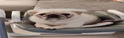 Pug dogs for sale: Mother & Son White Pug bundle of love! in Loughton - Advert 8