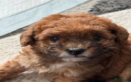 Maltipoo dogs for sale: Outstanding Malshipoo puppies - Image 26