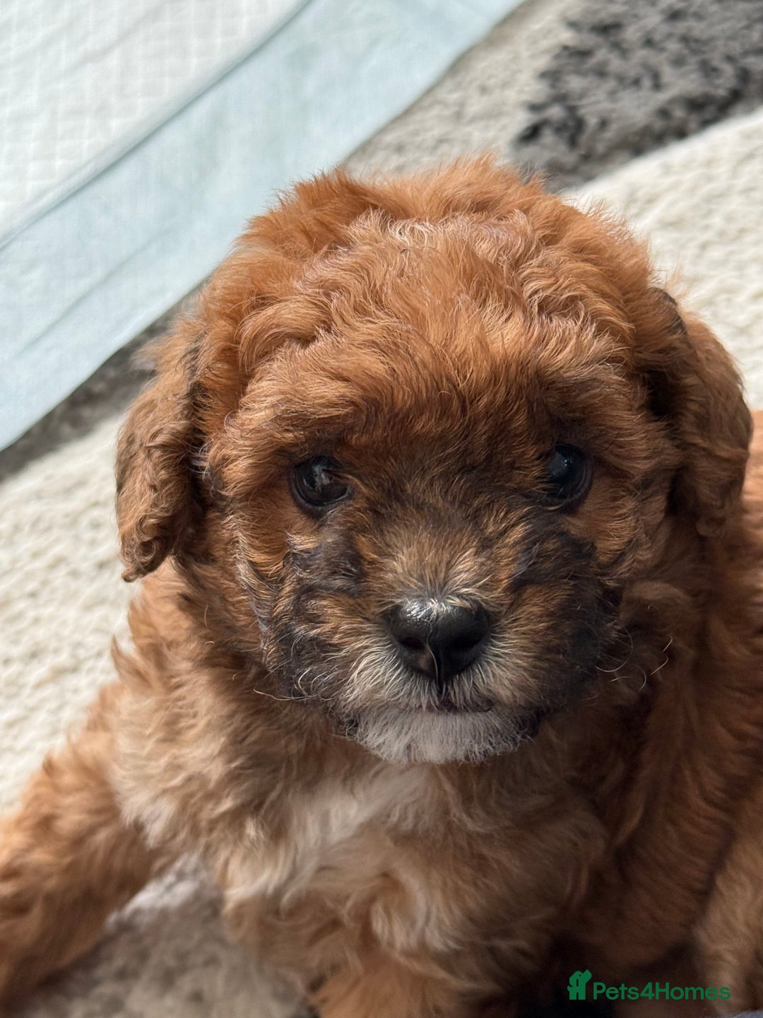 Maltipoo dogs for sale: Outstanding Malshipoo puppies - Image 26