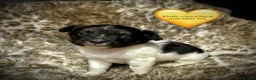 Jack Russell dogs for sale: Beautiful traditional and Merle jack Russels  - Advert 8