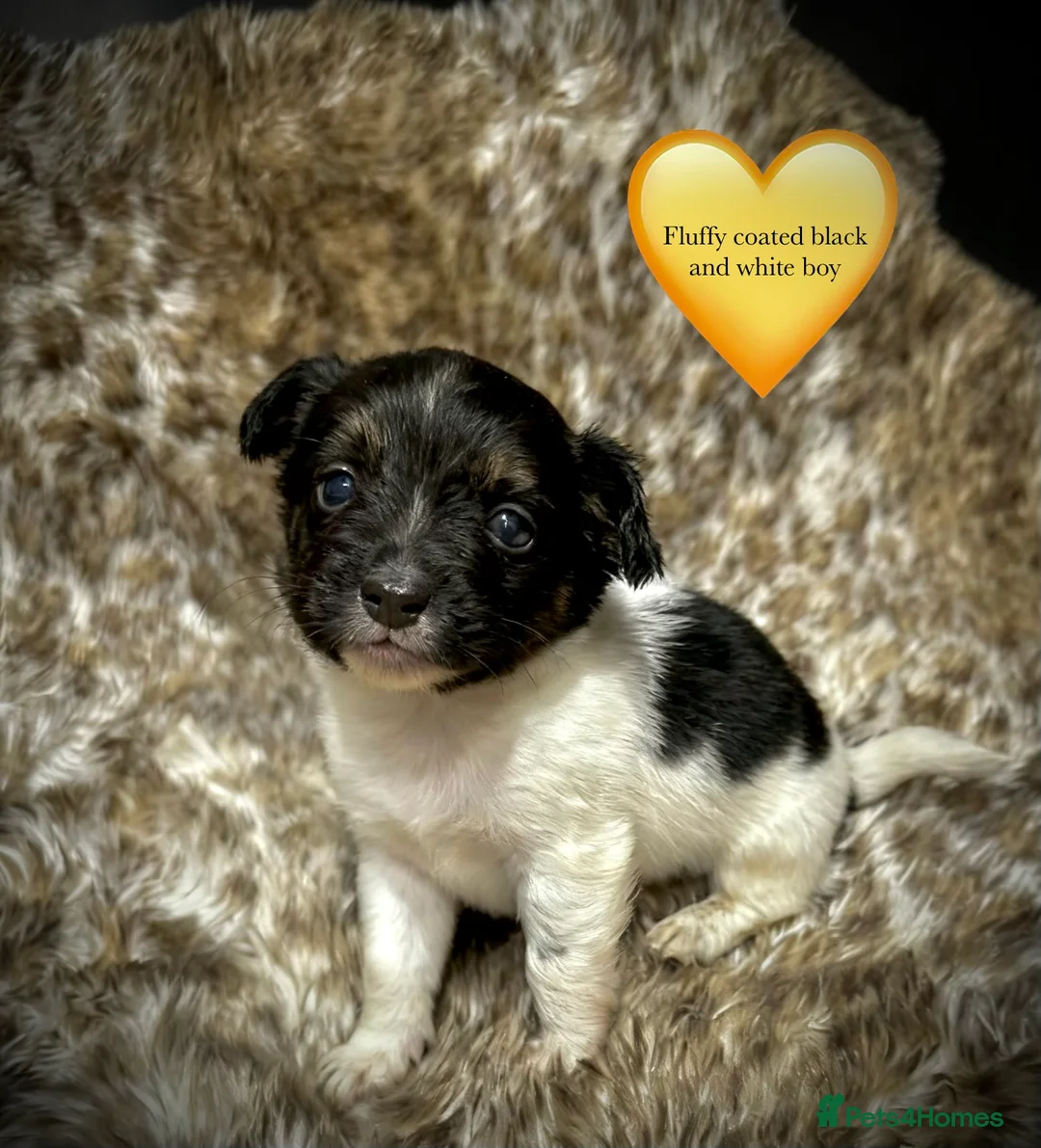 Jack Russell dogs for sale: Beautiful traditional and Merle jack Russels  - Advert 8
