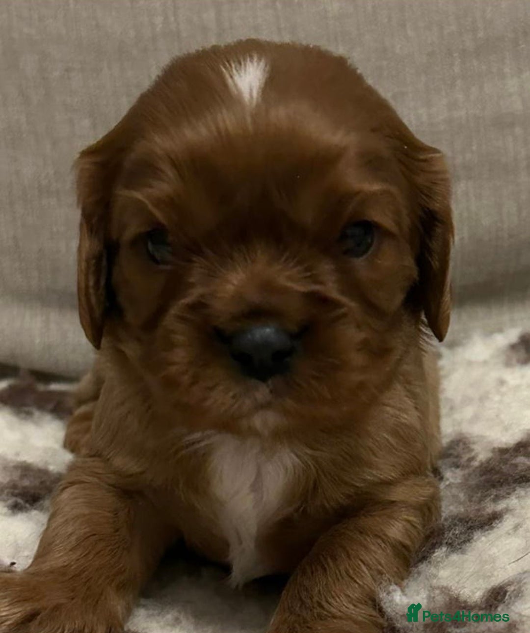 Cavalier King Charles Spaniel dogs for sale: K C registered Ruby Cavaliers - health tested  - Advert 1