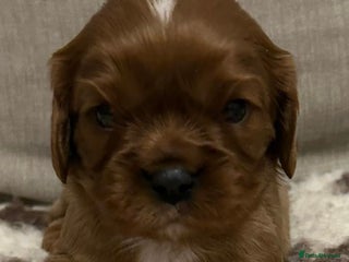 Cavalier King Charles Spaniel dogs K C registered Ruby Cavaliers - health tested - Advert 17